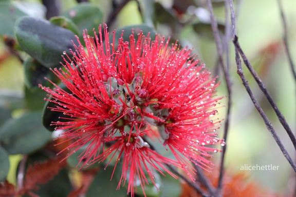 ʻOhiʻa Lehua (Metrosideros polymorpha)